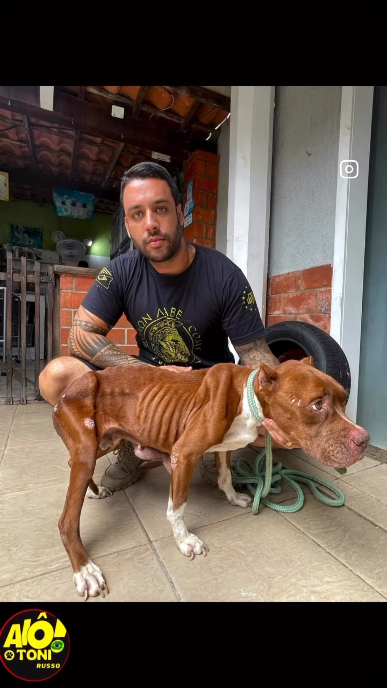 Cão resgatado em estado severo de maus-tratos